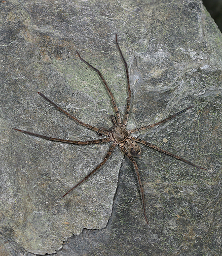 Heteropoda forcipata