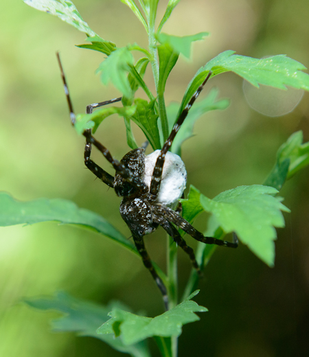 แมงมุม Dolomedes