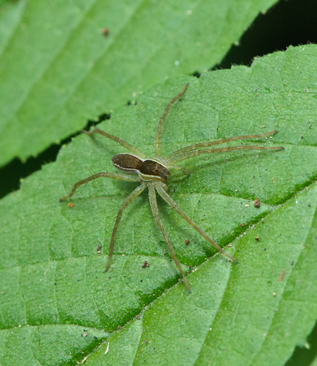 Dolomedes saganus (Suziaka Hasirigumo)