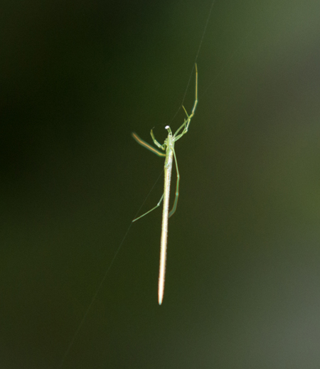 Ariamnes cylindrogaster (Onagagumo)