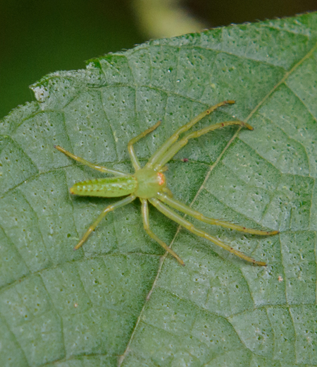 条纹绿蟹蛛