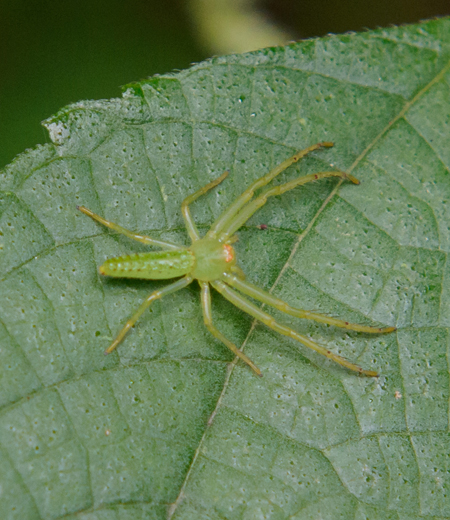 Oxytate striatipes (Wakabagumo)