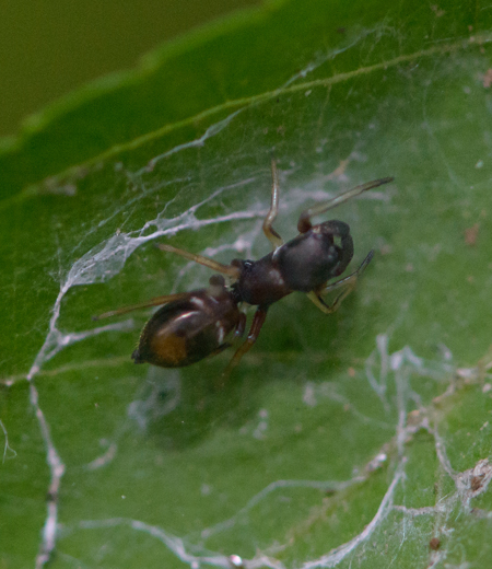 Myrmarachne japonica