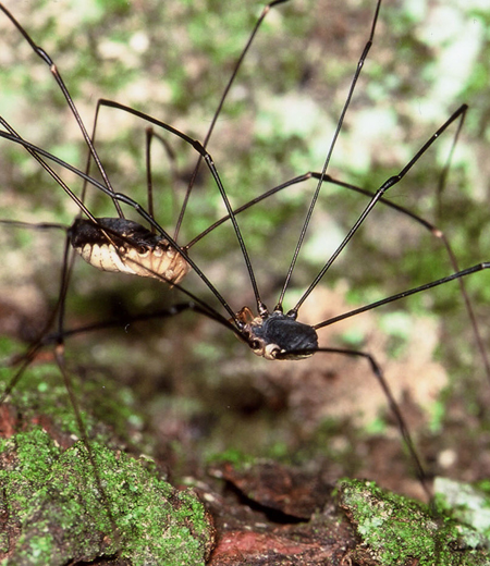 Nelima genufusca