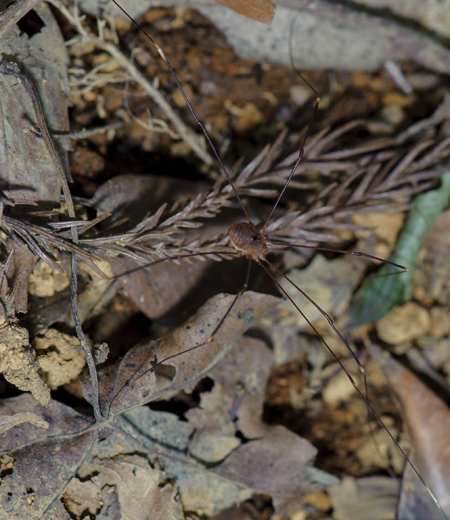 Gagrellula ferruginea (Akasabi Zatomusi)