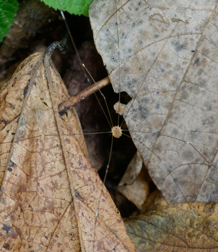 Leiobunum japonicum (Moegui Zatomusi)