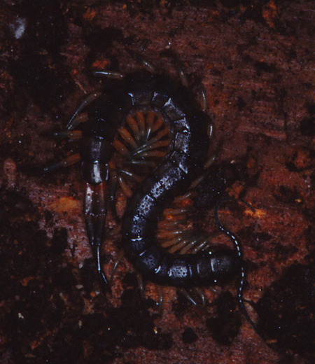 Scolopendra subspinipes japonica