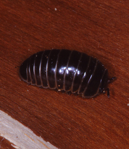 Hyleoglomeris sp.(Pill Millipedes)