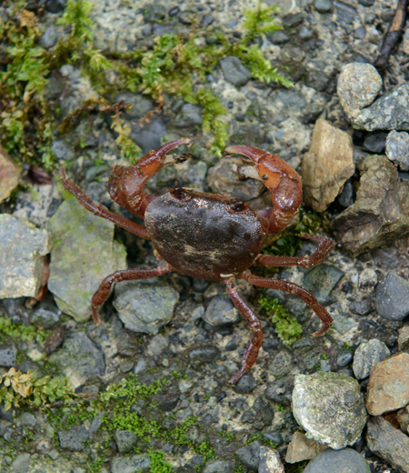 Geothelphusa dehaani (Japanese Freshwater Crab)