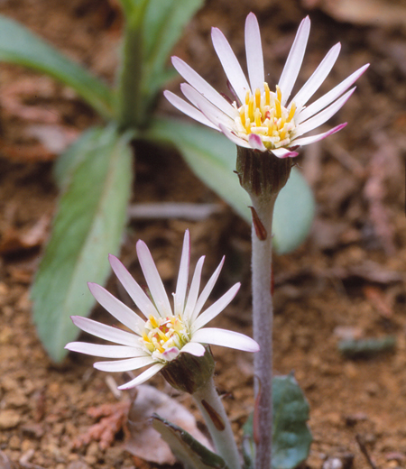 Leibnitzia anandria