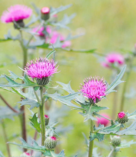 Cirsium japonicum (Chardon japonais)