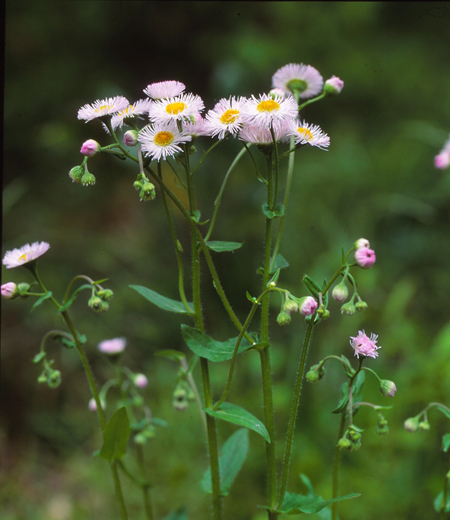 Erigeron philadelphicus(Philadelphia fleabane)