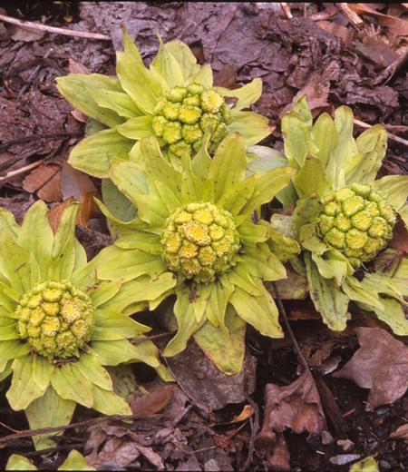 Petasites japonicus (Pétasite du Japon)