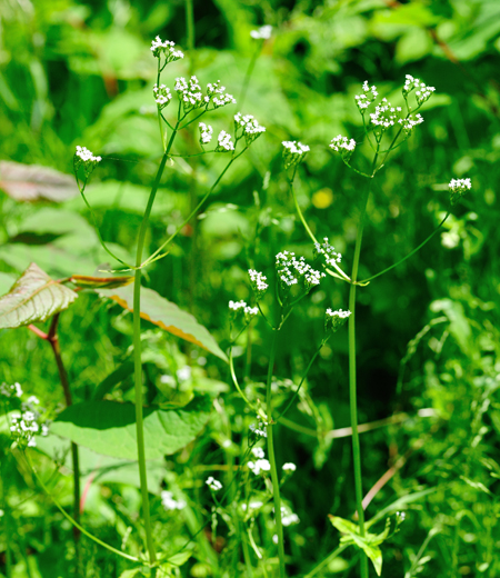 Valeriana flaccidissima