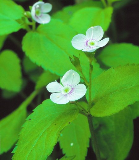 Veronica miqueliana