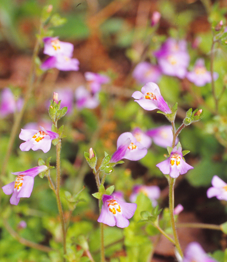 Mazus miquelii