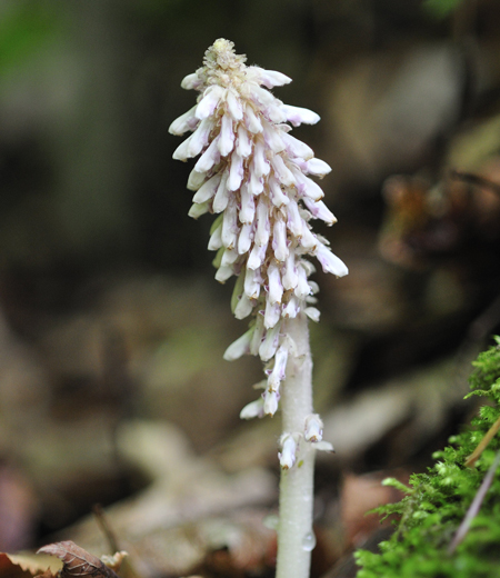 Lathraea japonica