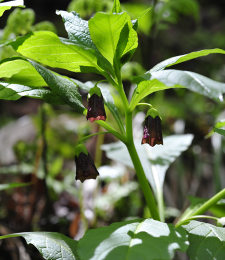 Scopolia japonica (Scopolia du Japon)