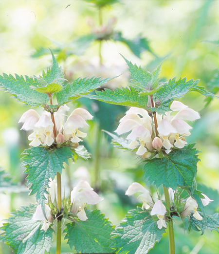 Lamium album var. barbatum