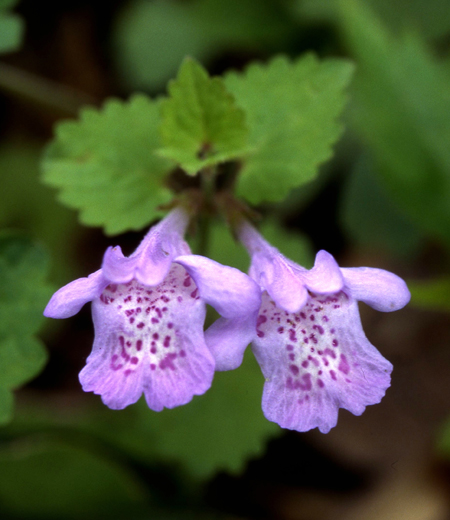 Glechoma hederacea ssp. grandis