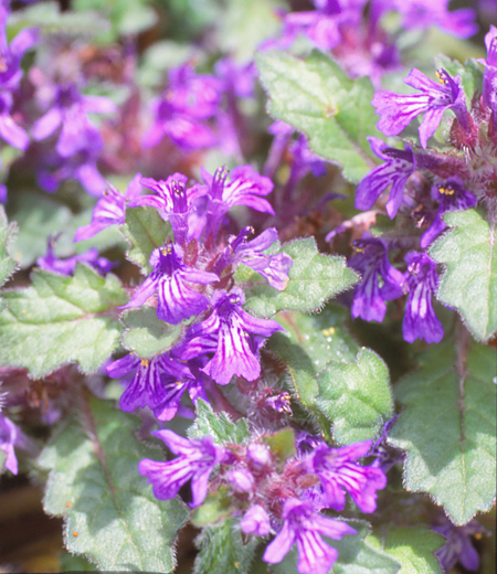 Ajuga decumbens (búgula)