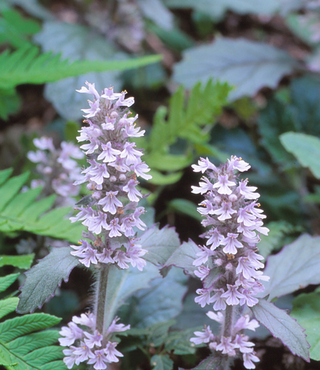 Ajuga nipponensis (Bugle nipponne)