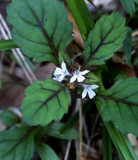 Ajuga yezoensis var. tsukubana