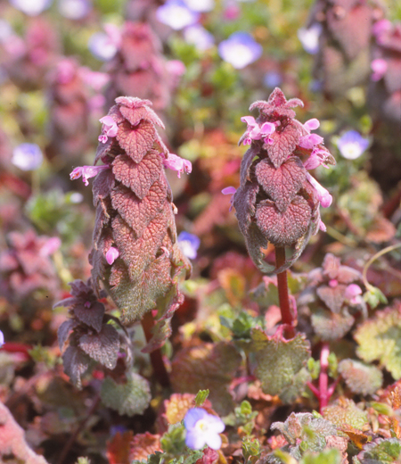 Lamium purpureum