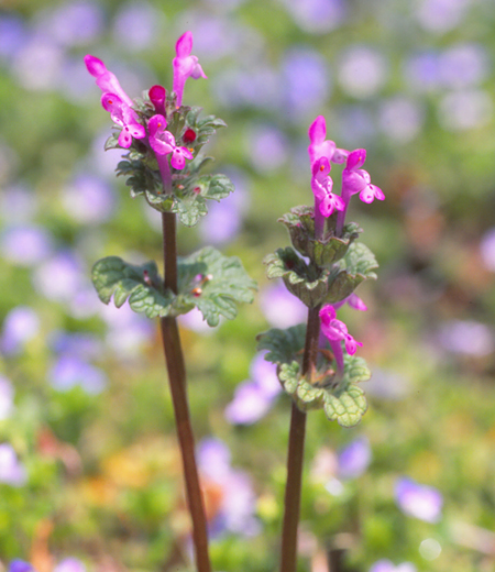 Lamium amplexicaule