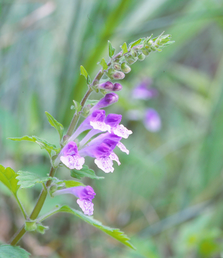 Scutellaria pekinensis var. transitra