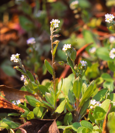 Trigonotis peduncularis