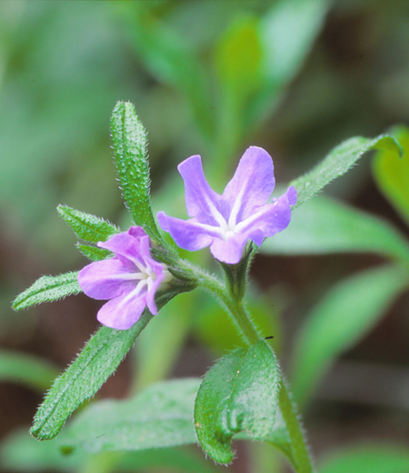 Lithospermum zollingeri (Grémil de Zollinger)