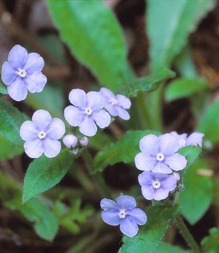 Omphalodes japonica