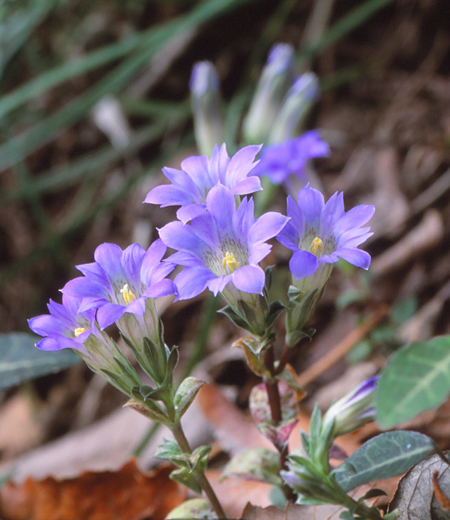 Gentiana zollingeri