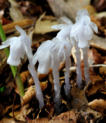 Monotropastrum humile