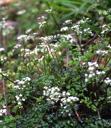 Chamaele decumbens