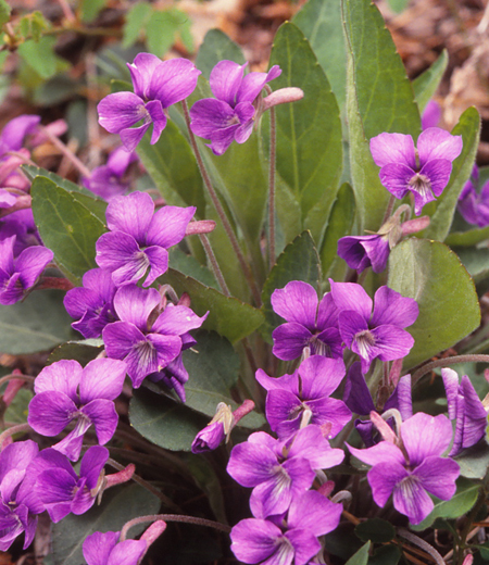 Viola phalacrocarpa Maxim.