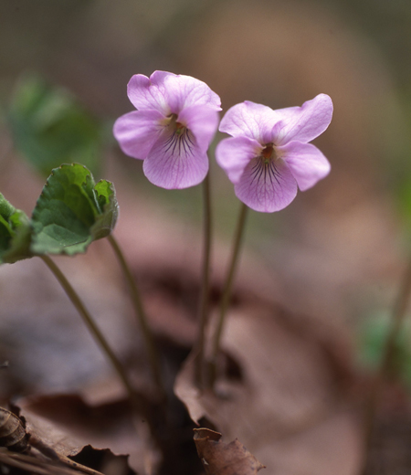 Viola rossii (Violette de Russie)