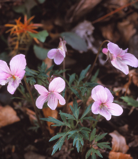 Viola eizanensis