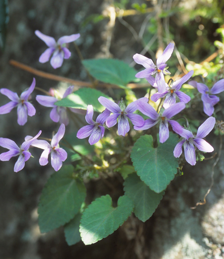 Viola japonica