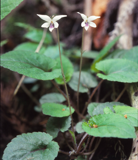 Viola maximowicziana Makino