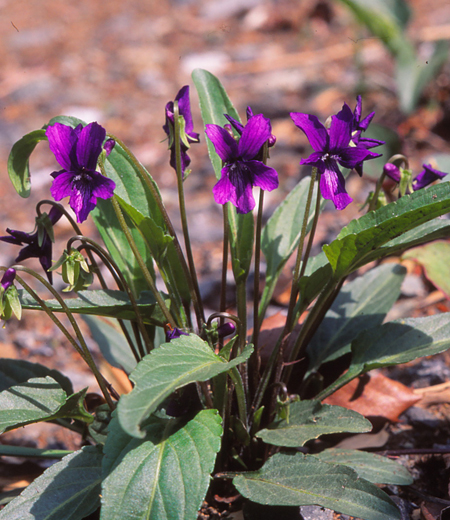 Viola mandshurica (Violette de Mandchourie)