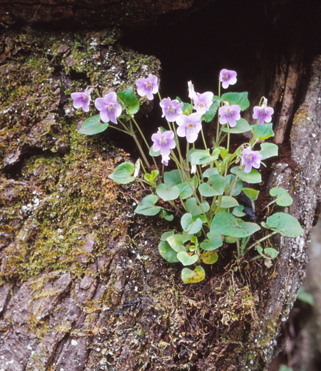 Viola grypoceras