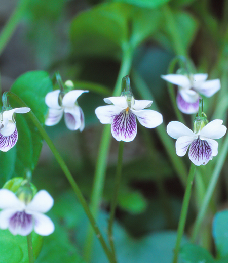 Viola verecunda