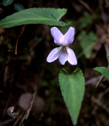 Viola bissetii Maxim.