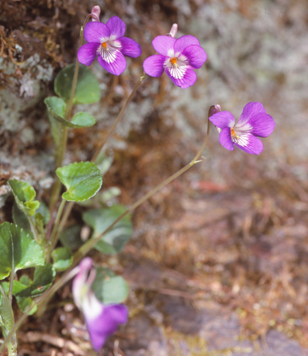 Viola obtusa Makino