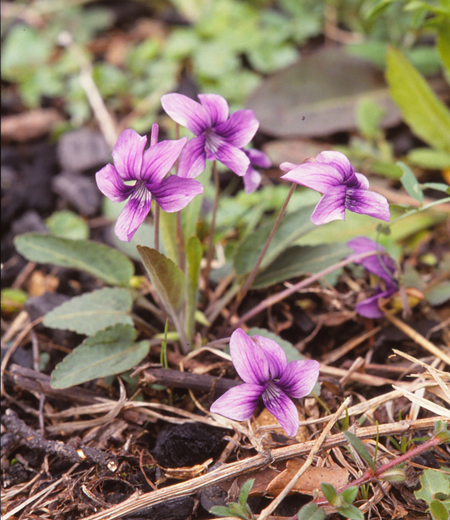 Viola yedoensis