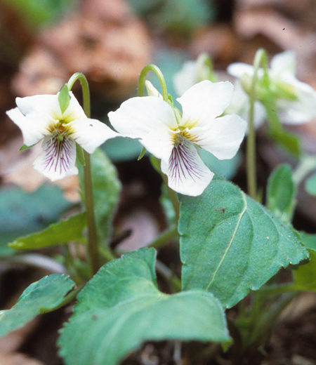 Viola yezoensis