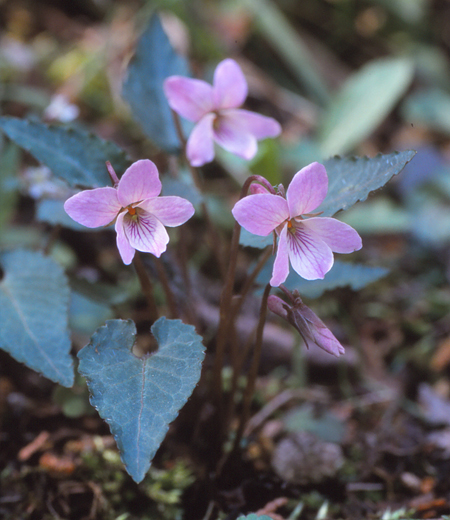 Viola tokubuchiana Makino var. takedana (Makino) F.Maek.