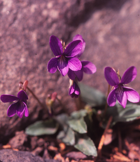 Viola inconspicua Blume subsp. nagasakiensis (W.Becker) J.C.Wang et T.C.Huang